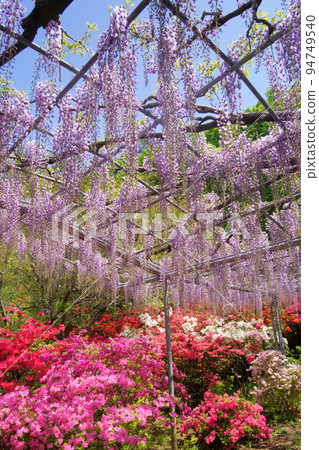 足利花公園紫藤花 足利花公園紫藤花 94749540