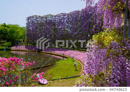 Ashikaga Flower Park wisteria flower Ashikaga Flower Park wisteria flower 94749623