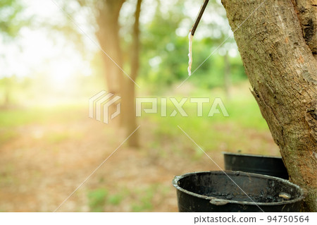 Rubber tapping in rubber tree garden. Natural latex extracted from para rubber plant. Rubber tree plantation. The milky liquid or latex oozes from wound of tree bark. Latex collect in small bucket. 94750564