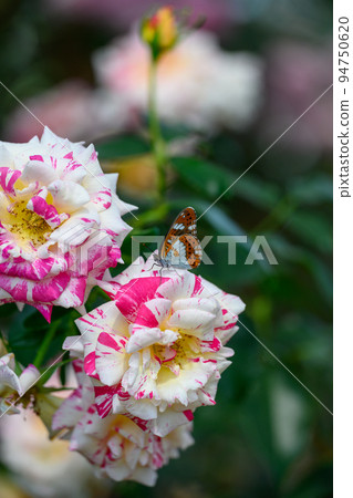 Butterflies and beautiful Camille Pissarro flowers "Rose" Rose close-up photography 94750620