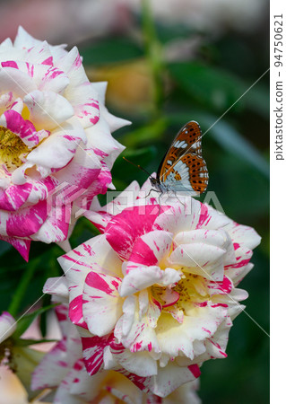 Butterflies and beautiful Camille Pissarro flowers "Rose" Rose close-up photography 94750621