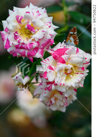 Butterflies and beautiful Camille Pissarro flowers "Rose" Rose close-up photography 94750622