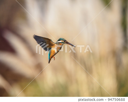 Kingfisher hovering Kingfisher hovering 94750688