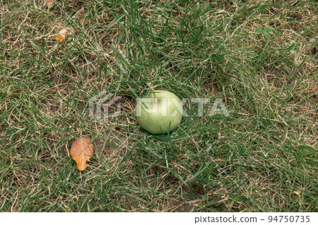Green apples weigh on a tree branch in the garden. Unripe apples. 94750735