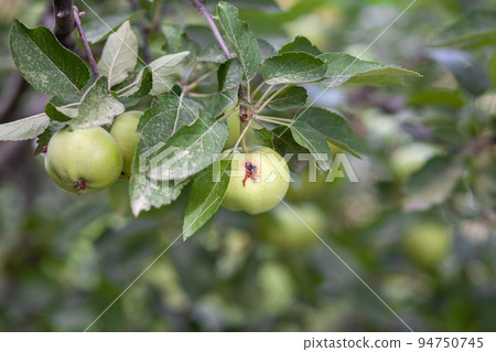 A green worm-eaten apple weighs on a tree branch in the garden. A green worm-eaten apple weighs on a tree branch in the garden. 94750745