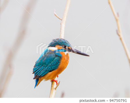 冬季翠鳥 94750791