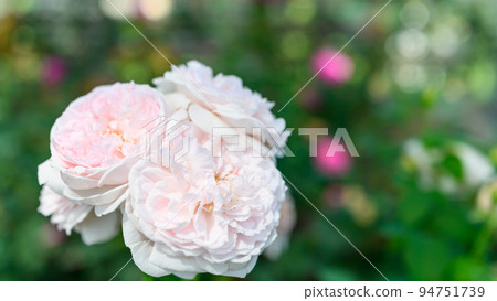 美麗的愛麗絲小姐花“玫瑰”花瓣・玫瑰花特寫 94751739