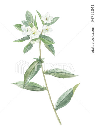 紫根紫草 紫根紫草 94751841