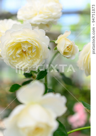 Beautiful Royal Princess Flower "Rose" Taken with a bright fluffy light beam image 94751873