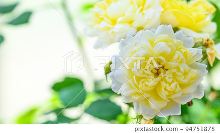 Beautiful Royal Princess Flower "Rose" Taken with a bright fluffy light beam image Beautiful Royal Princess Flower "Rose" Taken with a bright fluffy light beam image 94751878