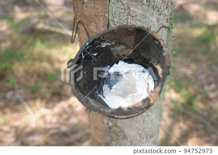 Rubber tree and bowl filled with latex. 94752973