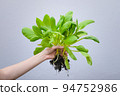 Woman holding bok choy on blur background, Vegetable concept. 94752986