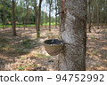 Rubber tree and bowl filled with latex. 94752992