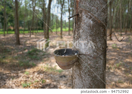 Rubber tree and bowl filled with latex. Rubber tree and bowl filled with latex. 94752992