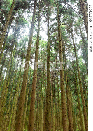 seopjikoji in Jeju island, Korea seopjikoji in Jeju island, Korea 94753002