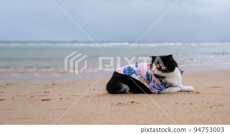 cat wearing sunglasses sitting on the beach with copy space. Funny Animal concept. Vacation concept. cat wearing sunglasses sitting on the beach with copy space. Funny Animal concept. Vacation concept. 94753003