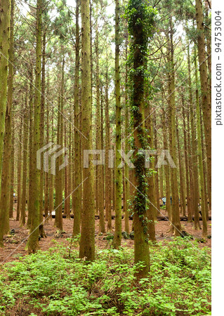 horse ranch and scenic landscape in Jeju island, Korea horse ranch and scenic landscape in Jeju island, Korea 94753004