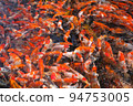 Japan koi fish or Fancy Carp swimming in a black pond fish pond. Popular pets for relaxation and feng shui meaning. Popular pets among people. Asians love to raise it for good fortune. 94753005