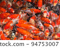 Japan koi fish or Fancy Carp swimming in a black pond fish pond. Popular pets for relaxation and feng shui meaning. Popular pets among people. Asians love to raise it for good fortune. 94753007