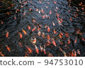 Japan koi fish or Fancy Carp swimming in a black pond fish pond. Popular pets for relaxation and feng shui meaning. Popular pets among people. Asians love to raise it for good fortune. 94753010