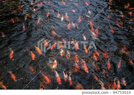 Japan koi fish or Fancy Carp swimming in a black pond fish pond. Popular pets for relaxation and feng shui meaning. Popular pets among people. Asians love to raise it for good fortune. Japan koi fish or Fancy Carp swimming in a black pond fish pond. Popular pets for relaxation and feng shui meaning. Popular pets among people. Asians love to raise it for good fortune. 94753010