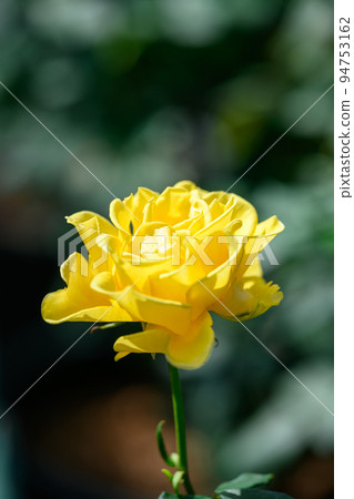 美麗的伊豆舞子花“玫瑰” 美麗的伊豆舞子花“玫瑰” 94753162