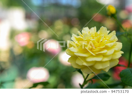 Beautiful Izu Odoriko's flower "Rose" 94753170