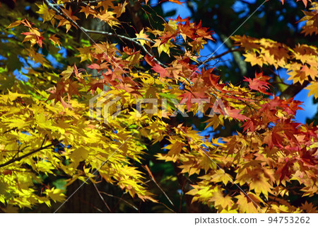 Autumn leaves in Sapporo Benizakura Park. A maple branch with a beautiful combination of golden and red under the sunlight. Autumn leaves in Sapporo Benizakura Park. A maple branch with a beautiful combination of golden and red under the sunlight. 94753262
