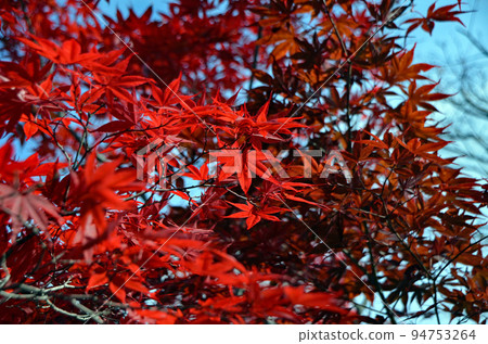 札幌紅櫻公園的紅葉。已經變成鮮紅色,沐浴在陽光下的楓樹枝。天空的藍色和樹葉的紅色之間的對比很美。 札幌紅櫻公園的紅葉。已經變成鮮紅色,沐浴在陽光下的楓樹枝。天空的藍色和樹葉的紅色之間的對比很美。 94753264