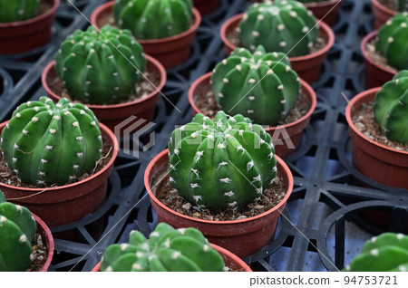 花卉市場，小盆景，隱士棕櫚，肉質植物 94753721
