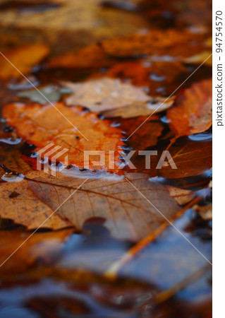 秋葉落葉 94754570