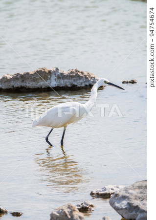 The small white heron or Little egret stands in the lake 94754674