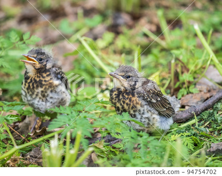 Two fieldfare chicks, Turdus pilaris, have left the nest and are sitting on the spring lawn. Fieldfare chicks sit on the ground and wait for food from its parents. Two fieldfare chicks, Turdus pilaris, have left the nest and are sitting on the spring lawn. Fieldfare chicks sit on the ground and wait for food from its parents. 94754702