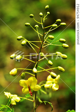 Jaketuibara (Jaketsuibara) 94754912