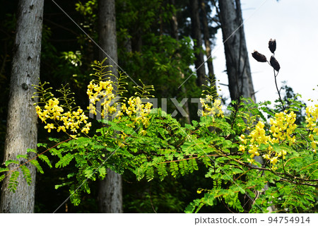 Jaketuibara (Jaketsuibara) 94754914