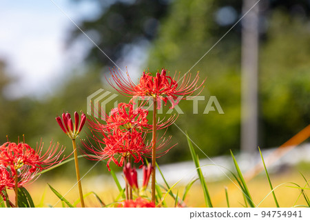 寺坂梯田紅蜘蛛百合 寺坂梯田紅蜘蛛百合 94754941