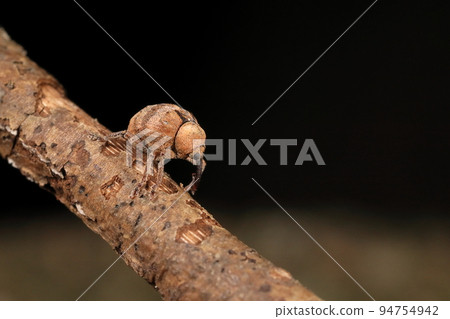 生物 昆蟲 Omisujimaru 象鼻蟲,大小約 5 毫米。長長的鼻子,迷人的臉龐 生物 昆蟲 Omisujimaru 象鼻蟲,大小約 5 毫米。長長的鼻子,迷人的臉龐 94754942