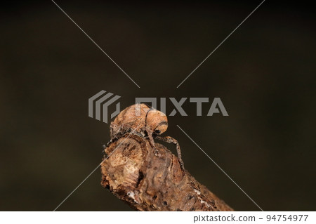 Creatures Insects Omitsujimaru 象鼻蟲,感覺很不活躍。如果你站著不動,它看起來就像是樹枝的一部分 Creatures Insects Omitsujimaru 象鼻蟲,感覺很不活躍。如果你站著不動,它看起來就像是樹枝的一部分 94754977