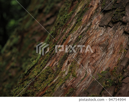 北山古杉樹的根部 94754994