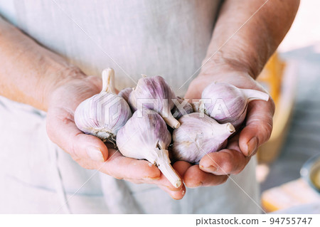 Elderly man woman holding a crop of organic fresh garlic in her hands. Natural farming concept Elderly man woman holding a crop of organic fresh garlic in her hands. Natural farming concept 94755747