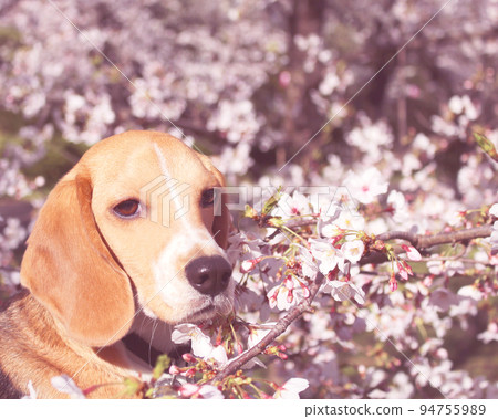 比格犬和櫻花 94755989