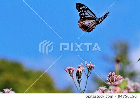 Chestnut tiger butterflies in flight Miyata Village, Kamiina District, Nagano Prefecture Chestnut Tiger Butterfly Village 94756156