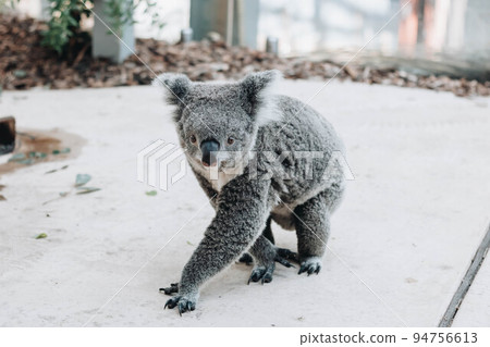 Close up of koala bear walking on the floor. Close up of koala bear walking on the floor. 94756613