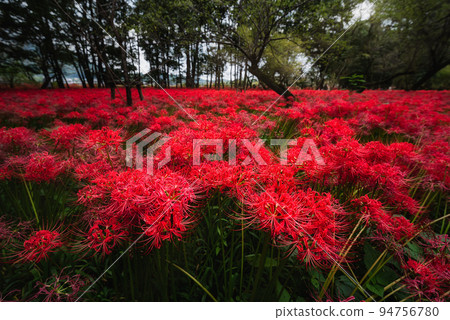 滿是孤挺花簇的金雀田田 94756780