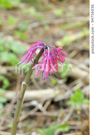 Shojo Bakama Shojo Bakama 94756936