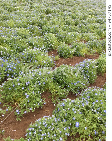 Nemophila Nemophila 94757145