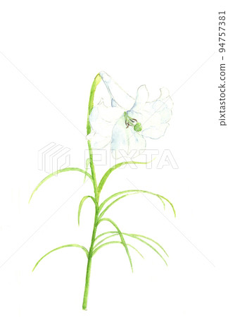 Illustration of a white mountain lily flower blooming in the field drawn by watercolor White background 94757381