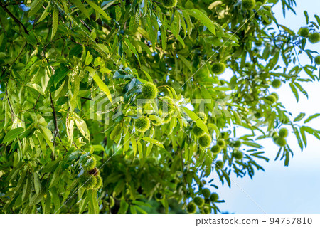 Early autumn, morning sun, and chestnuts. ~Fruit Autumn~ Early autumn, morning sun, and chestnuts. ~Fruit Autumn~ 94757810