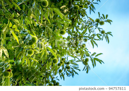 Early autumn, morning sun, and chestnuts. ~Fruit Autumn~ Early autumn, morning sun, and chestnuts. ~Fruit Autumn~ 94757811