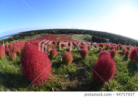 Crimson Kokia Crimson Kokia 94757937